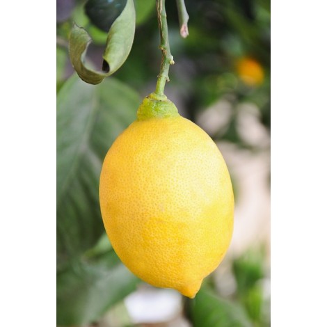 Citron jaune BIO les 500 gr